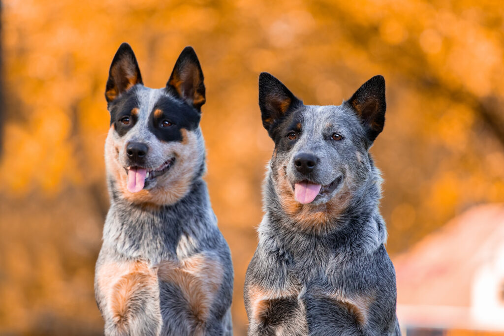 two adult australian cattle dogs with tongues out looking happy during training 