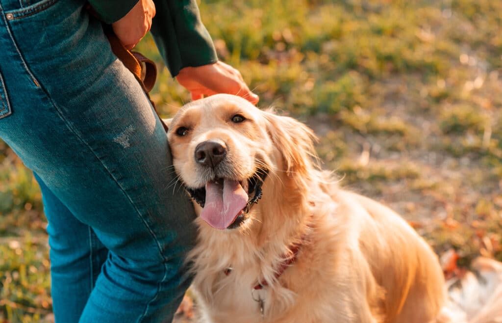 Golden retriever nuzzling it's owner and showing love