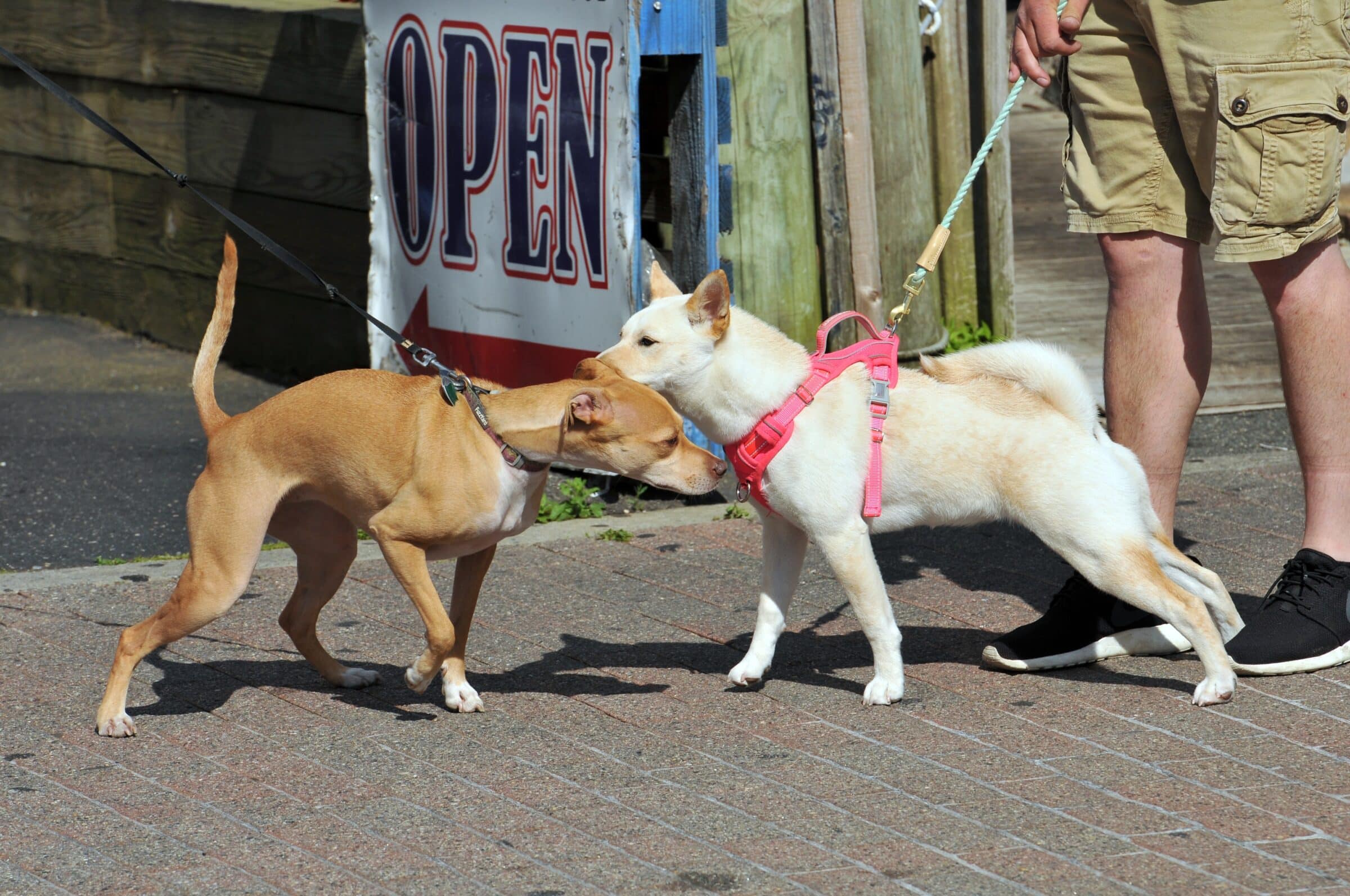 dogs being socialized poorly while meeting on a leash and one looks reactive 