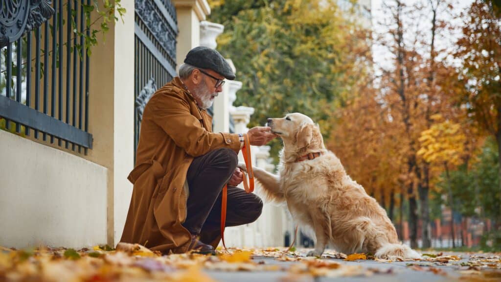 Older gentleman kneeling down in front of his well-trained golden retriever 