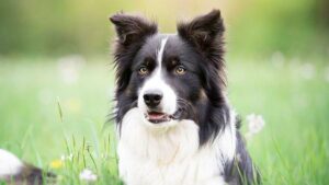 Why Your Puppy Or Dog Wants Obedience Training