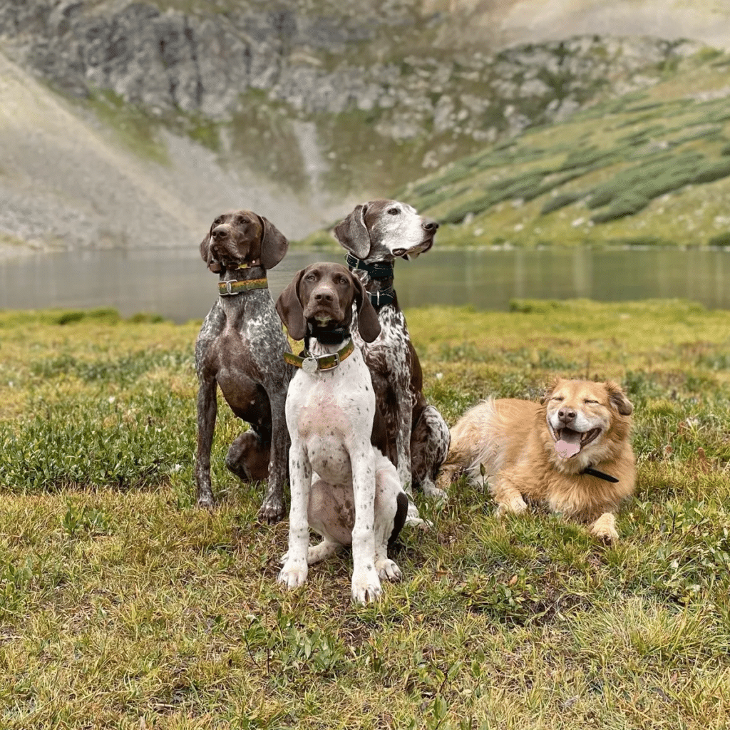 German Shorthaired Pointers sitting near lake at training camp