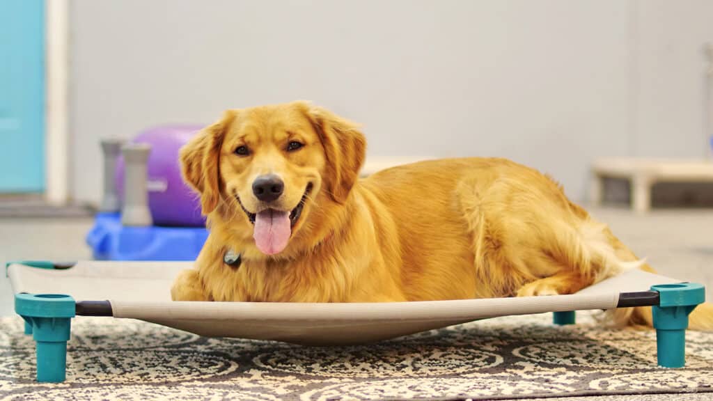 Happy golden retriever at a dog training boarding school in Boulder