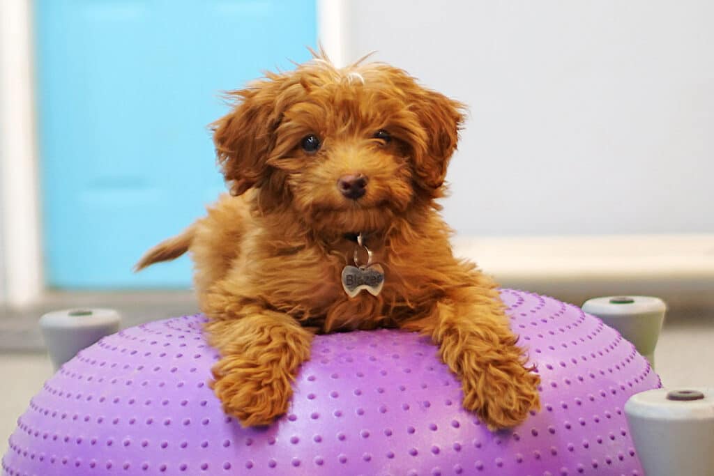 Well-behaved puppy at a board and train facility