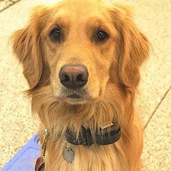 Golden Retriever receiving dog training