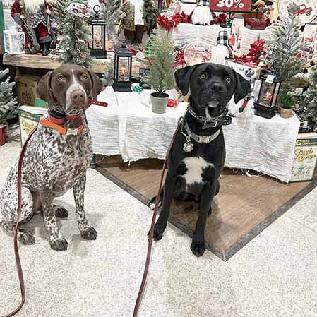 two dogs who received training to stop leash pulling.