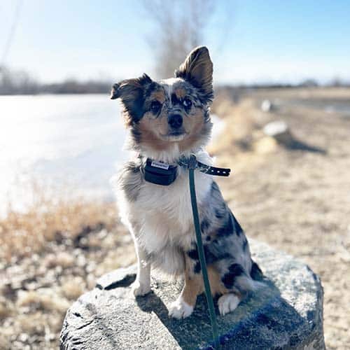 Australian Shepherd sitting on rock at puppy training camp in Boulder, CO