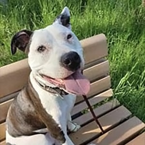 Pit Bull after rescue dog rehabilitation