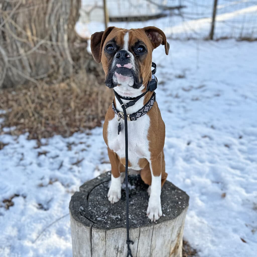 Dog sitting on tree stump after training for off-leash control.