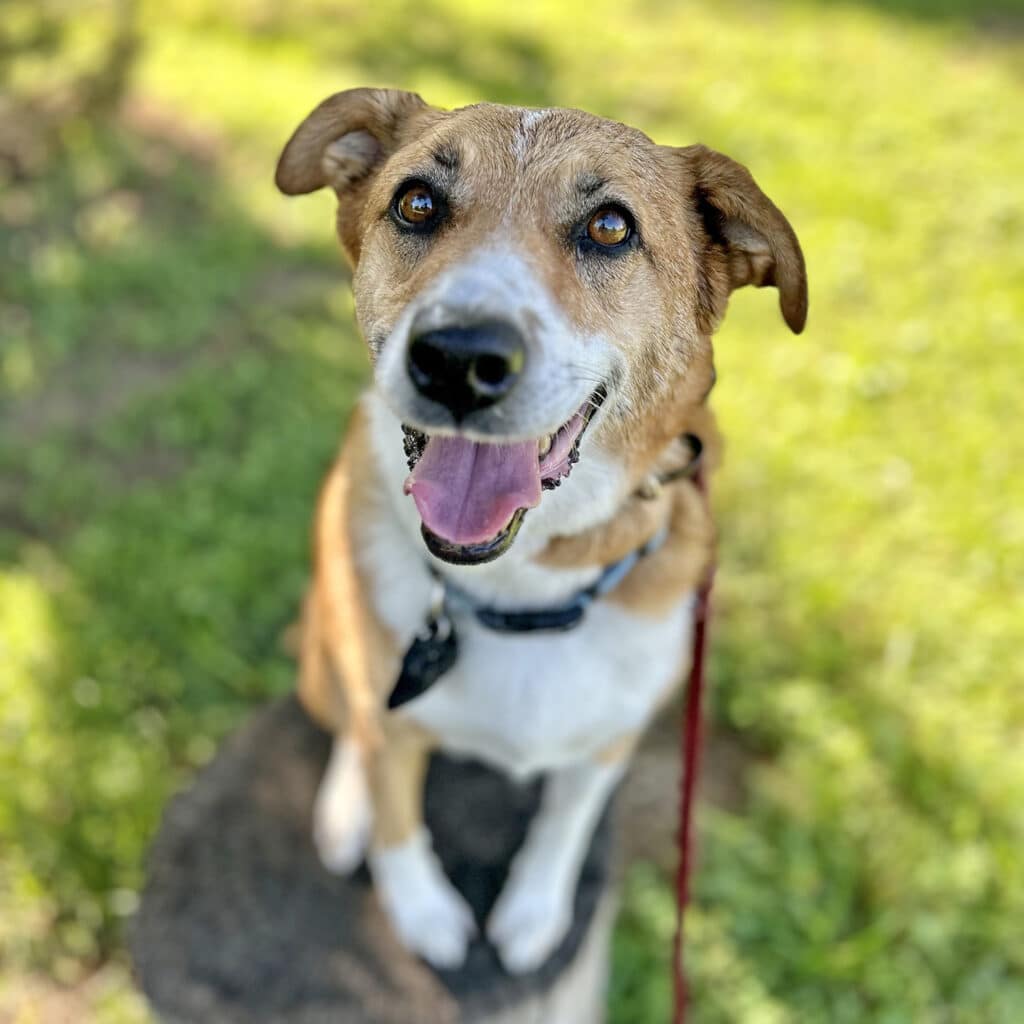 Happy dog after receiving help from a dog trainer for anxiety