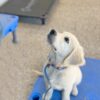 Golden retriever attentively looking at his trainer during puppy training camp.