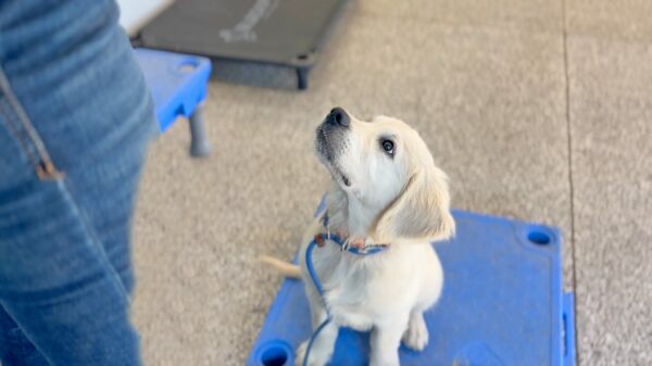 Golden retriever attentively looking at his trainer during puppy training camp.