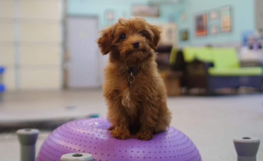tiny brown fluffy puppy at dog training camp