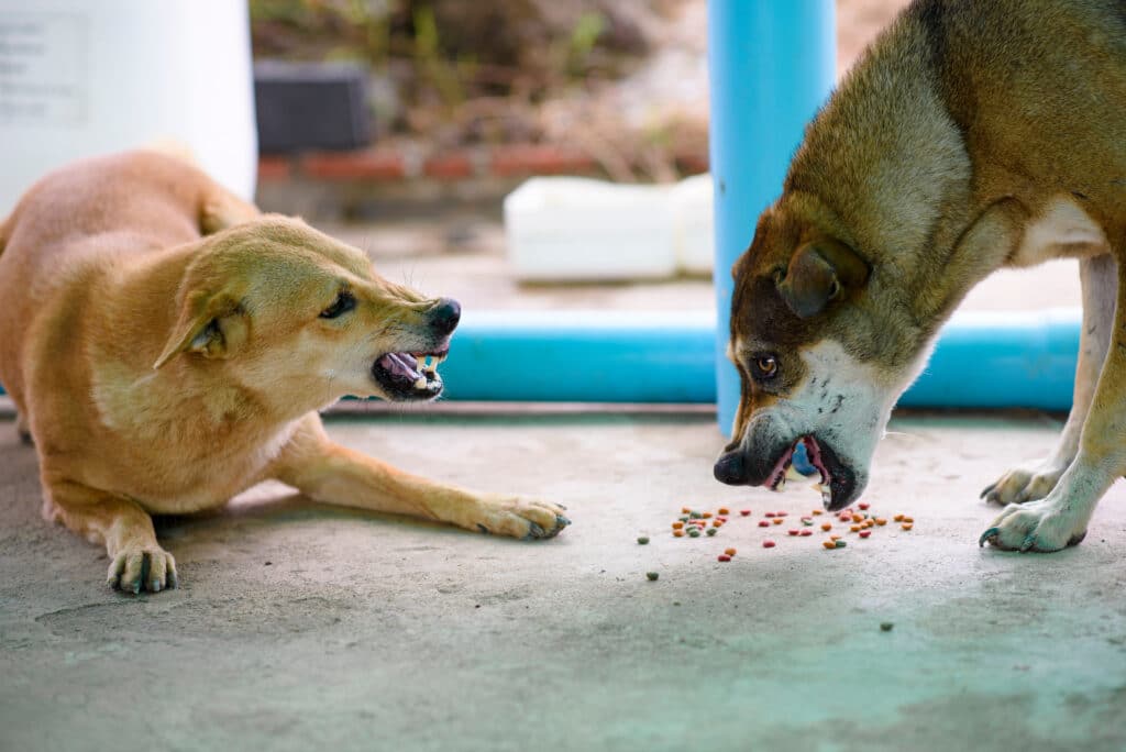 2 dogs showing teeth and snarling at one another over food 