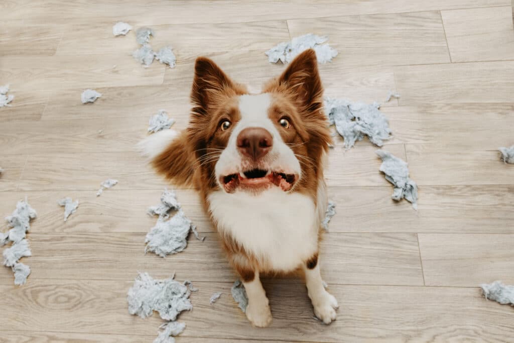 brown and white border collie dog with separation anxiety chewed up fabric around him 