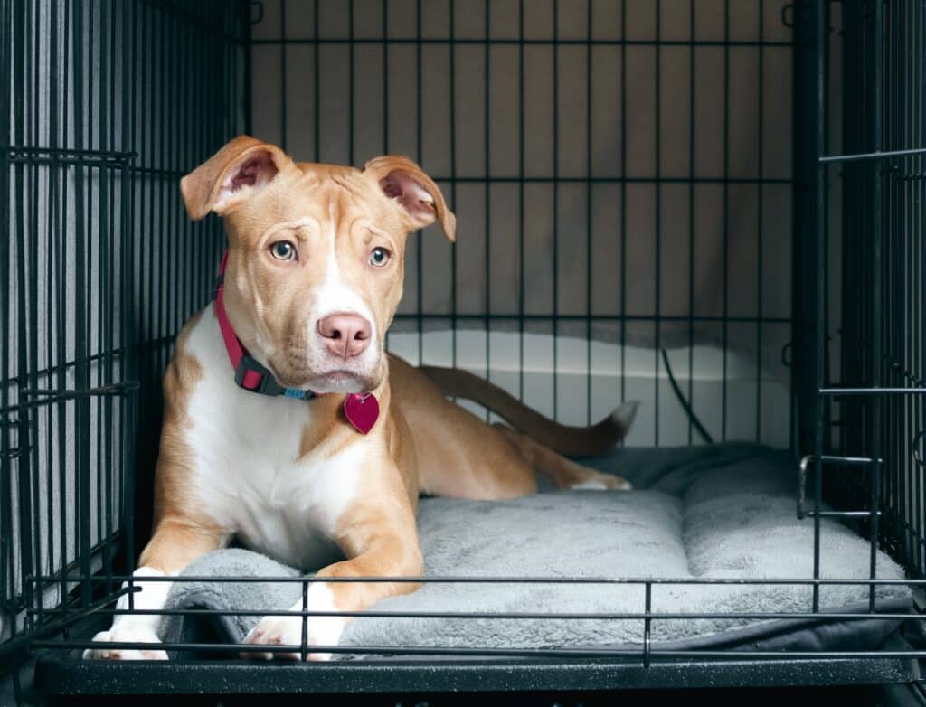 crate training your rescue dog with a bully breed mix tan and white puppy with a pink collar 