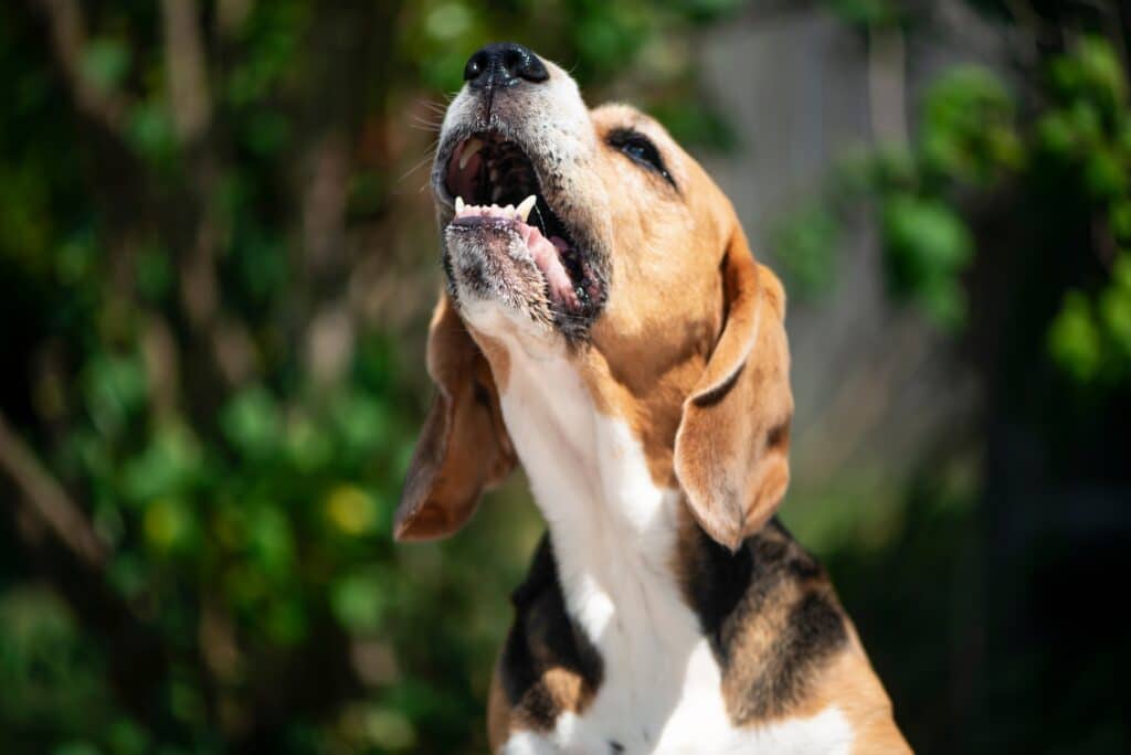 beagle dog howling and excessively barking