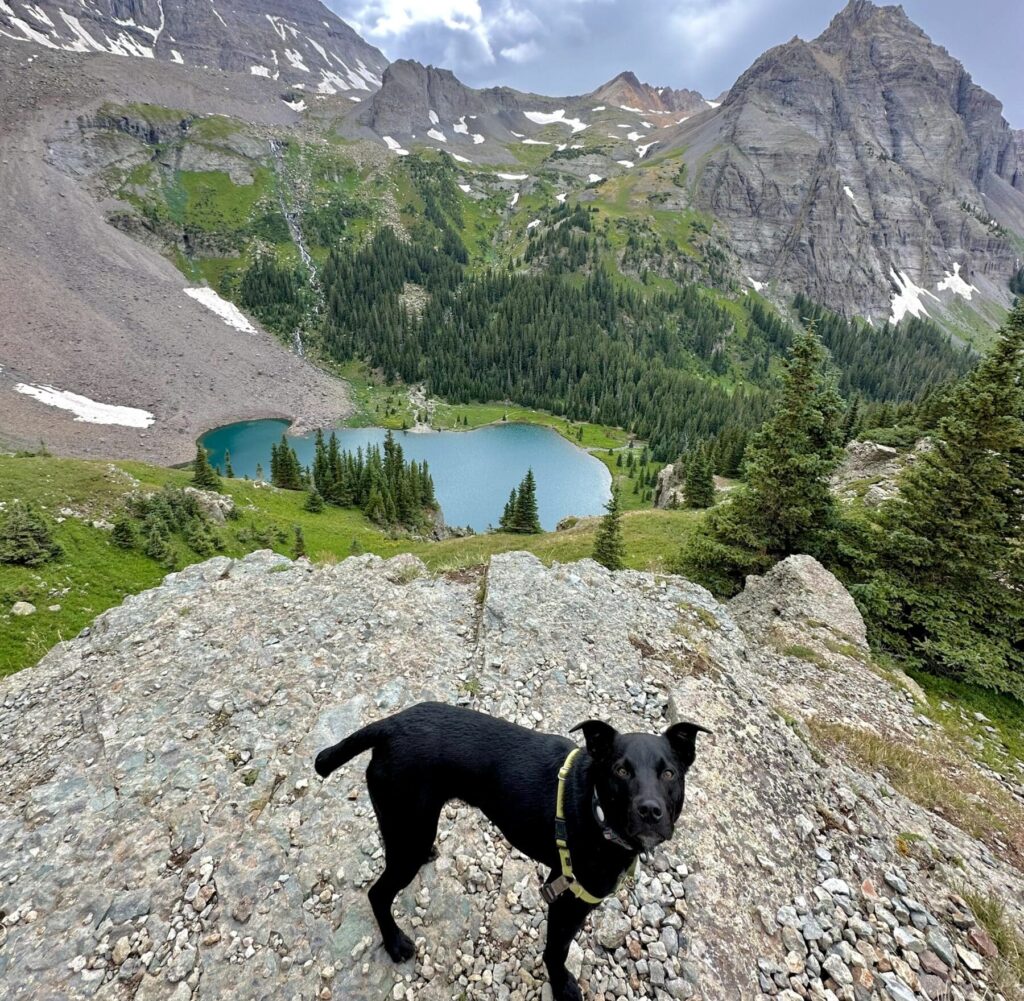 black dog with green harness in front of picturesque blue lake far below with jagged pointed rocky mountains behind