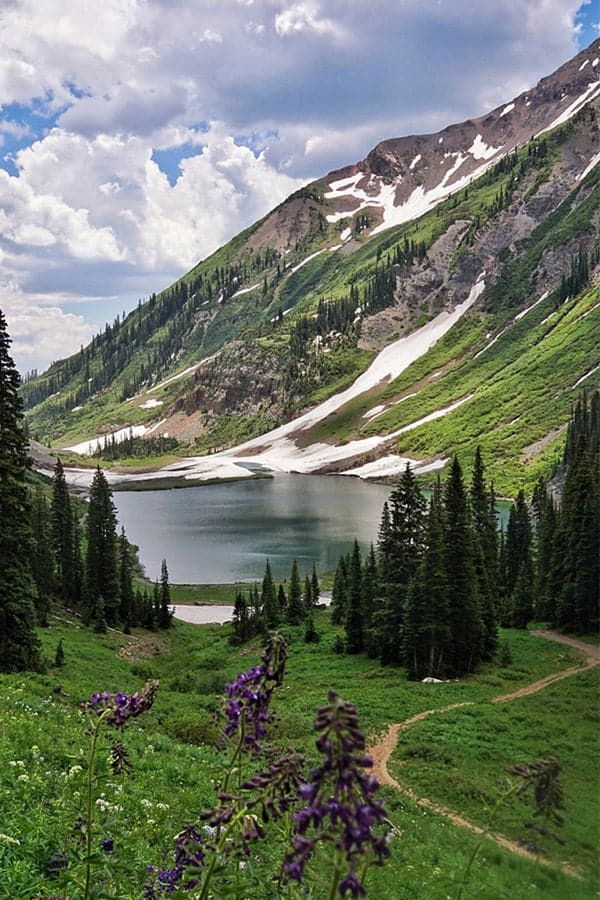 purple flowers and steep sloping mountain with evergreen trees 