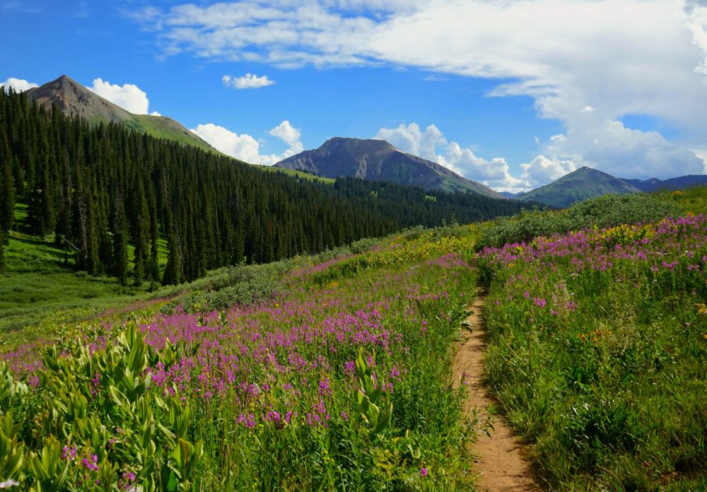 wildflowers of pink and and evergreen trees with a small path and mountains behind 