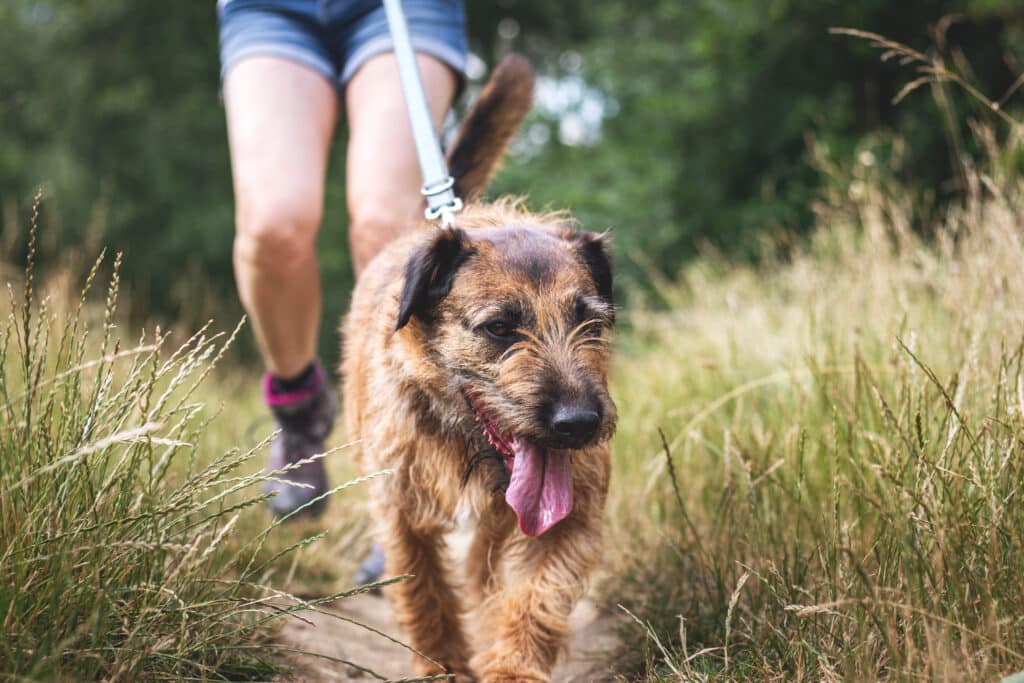 brown scruffy dog with tongue out walking on leash on a hiking trail around tall wheat grass with a hiker's legs walking behind the dog.