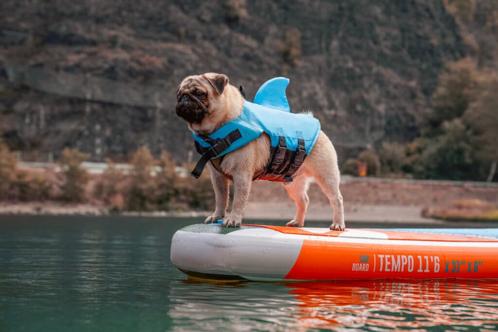 pug dog with a blue shark fin life jacket on him and hes standing on the end of a orange and grey paddle board on the middle of a lake 