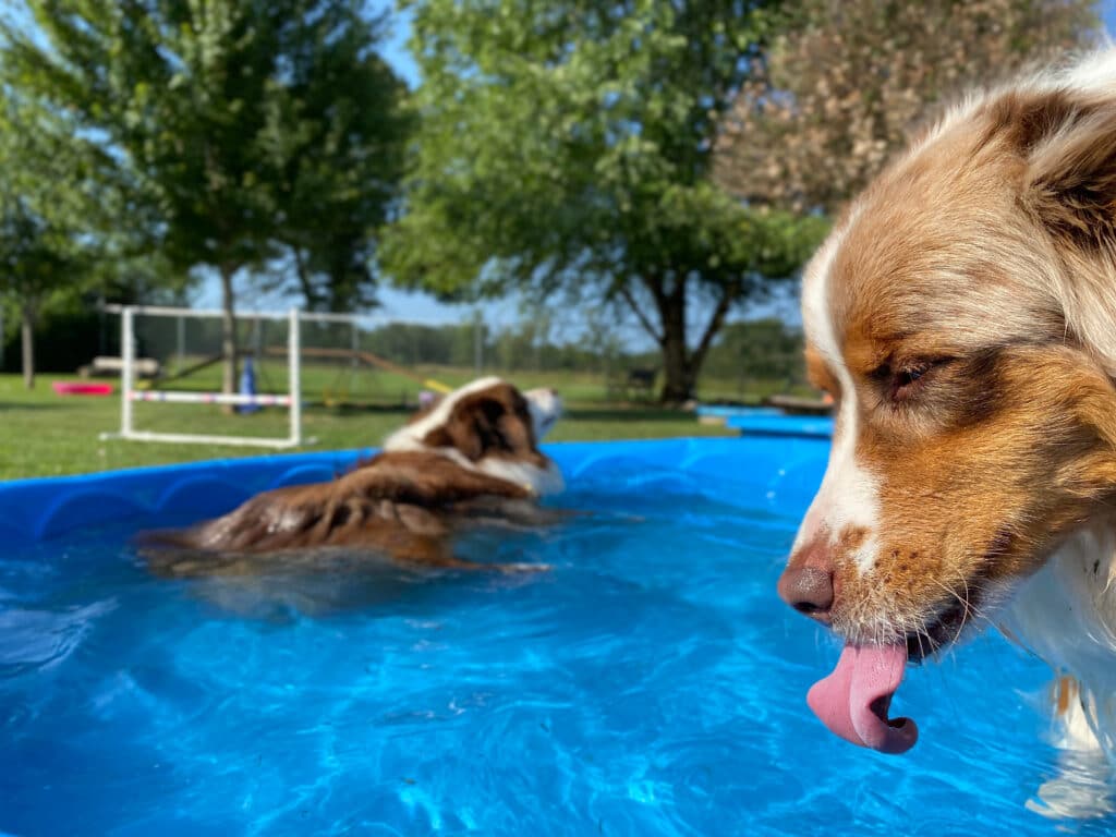 keeping dogs cool outside with a pool with two Australian shepherds lounging in it 