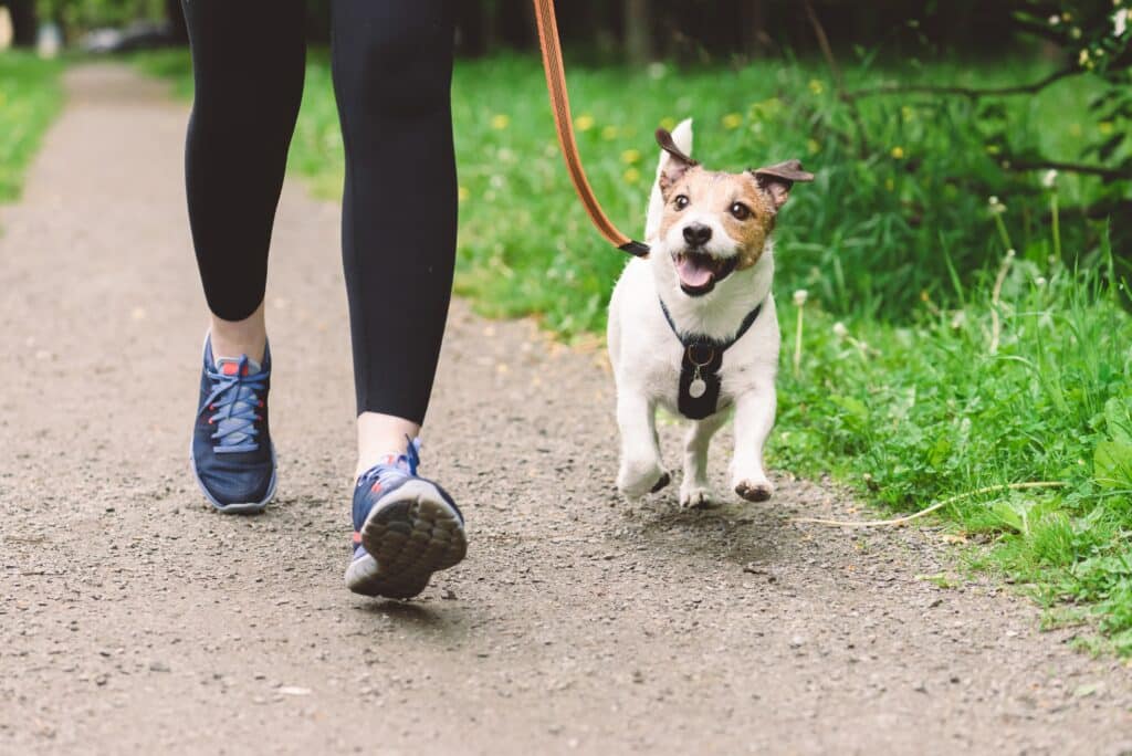 woman in black leggings with blue shoes walking her well-trained puppy on a orange leash. the puppy looks happy and is brown and white and a terrier type of dog. 