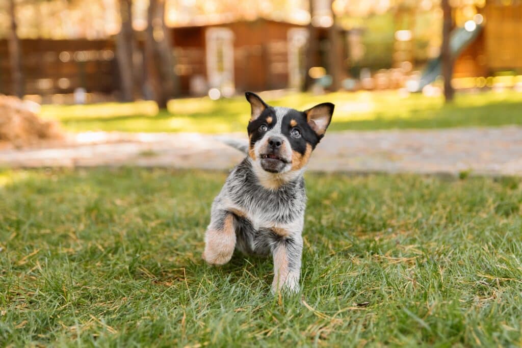 brown, white and grey small austsralian cattle dog puppy with pointed ears and slightly open mouth training commands in green grass with a playground in the background 