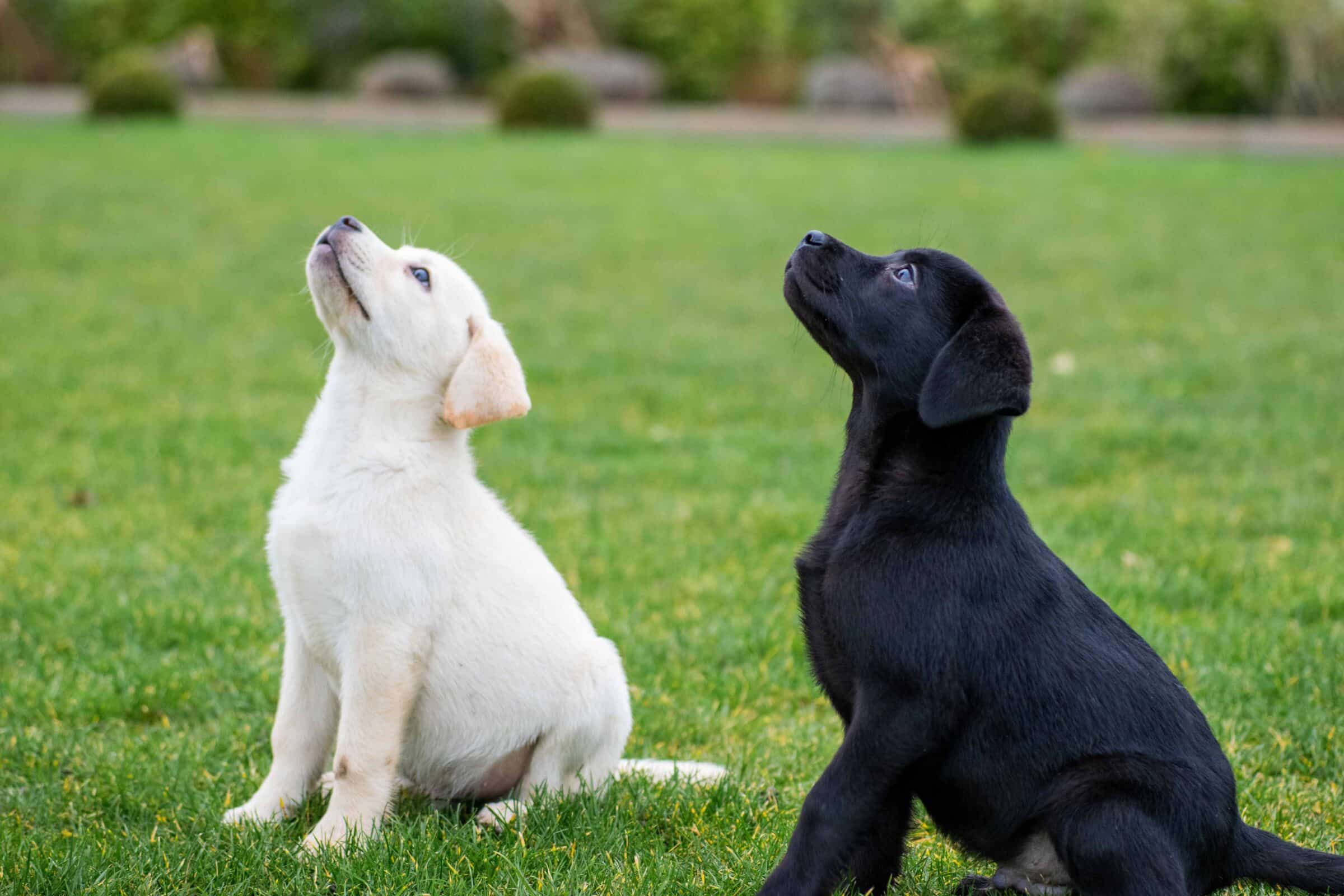 a yellow lab and black lab puppy both in training learning how to "sit" in green grass