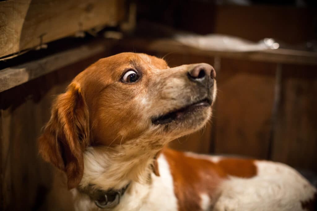 spaniel-type dog showing fearful signs by his wide fearful eyes. this dog is a example of needing training for fear aggressive dogs 