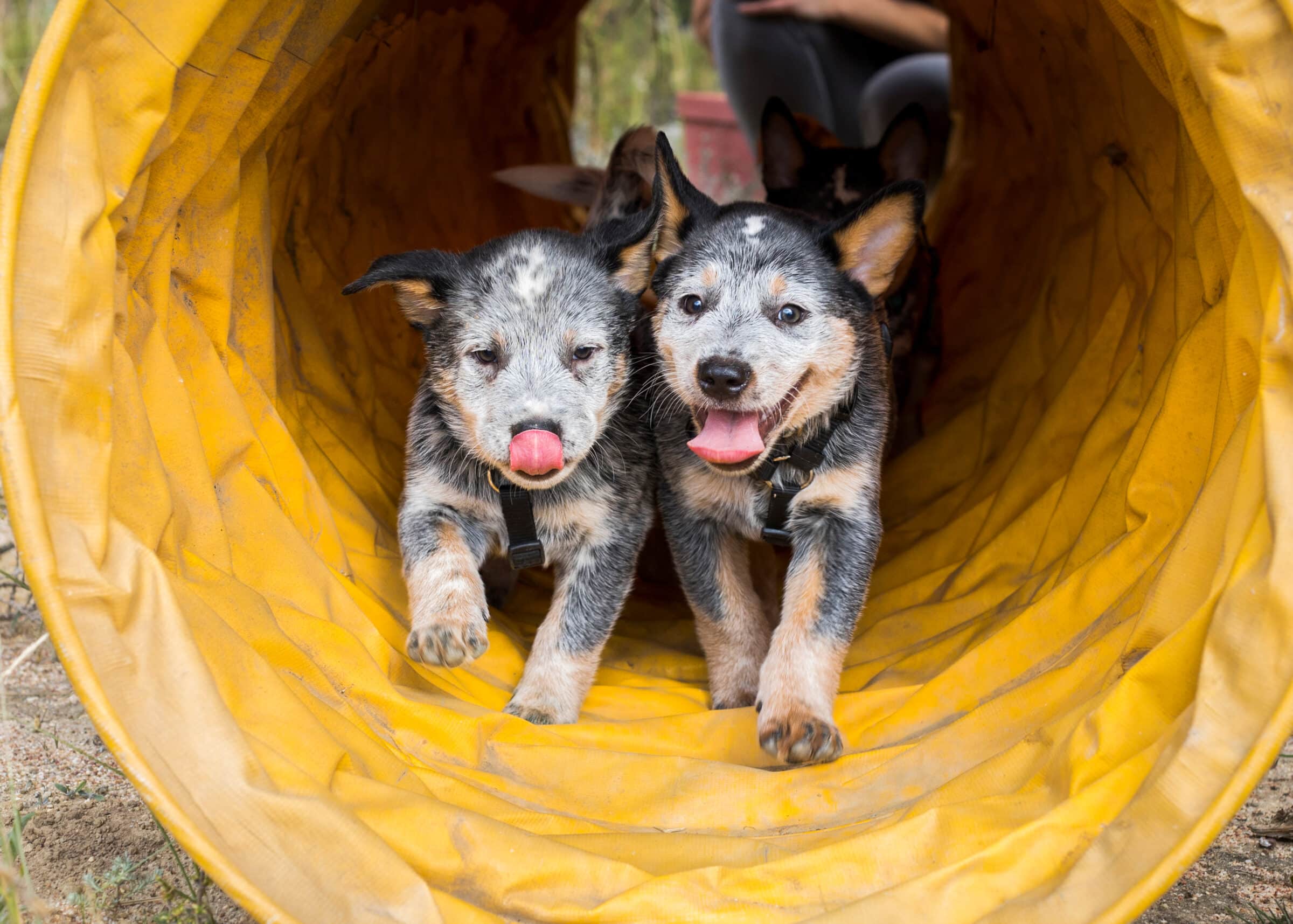 training two blue heeler puppies who are running through a a yellow runnel for dogs