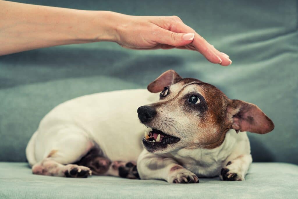 a small brown and white dog showing signs of fear agressive behavior with a hand over his head trying to pet