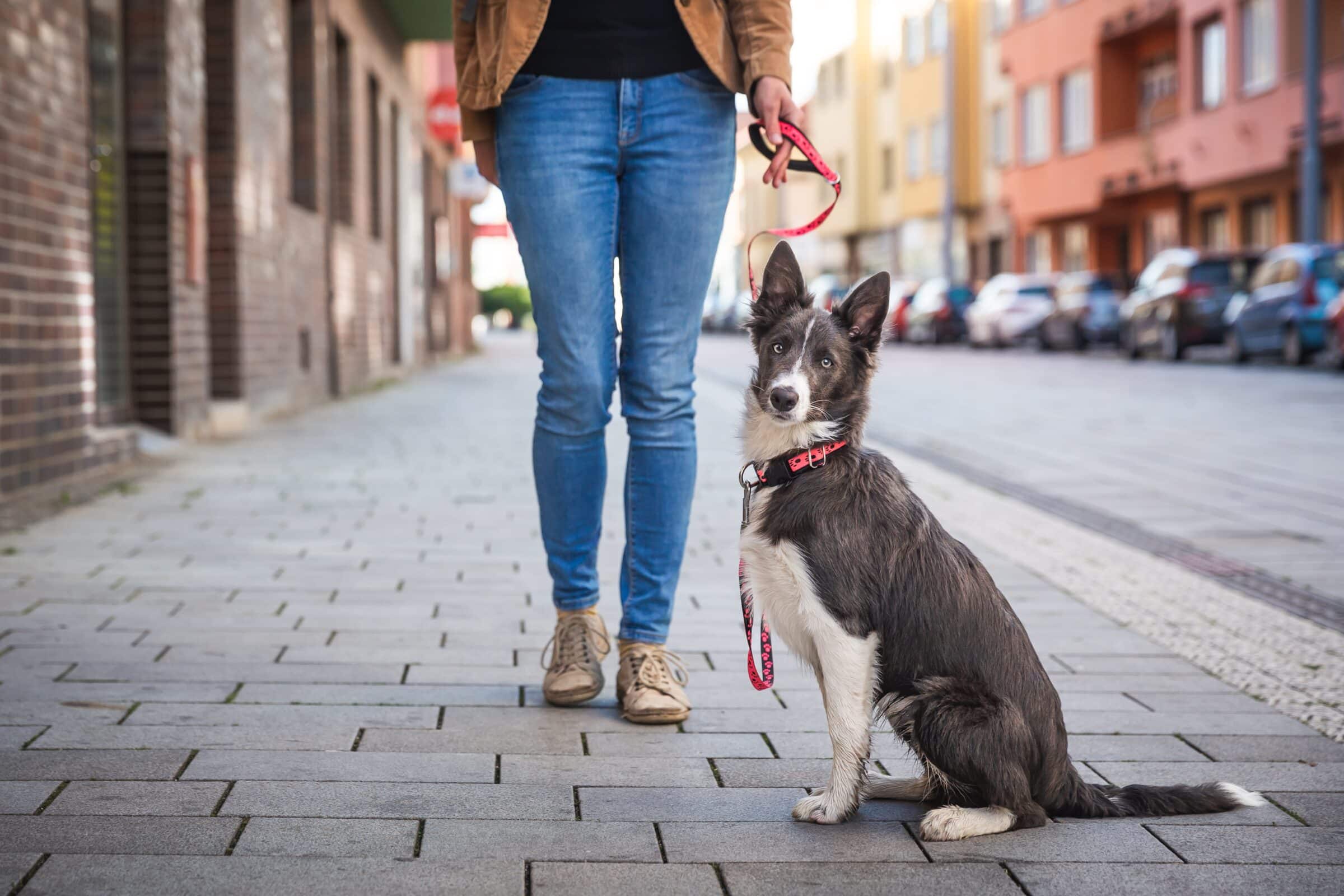 dog looking into camera on a walk with a board and train facility worker in the city 