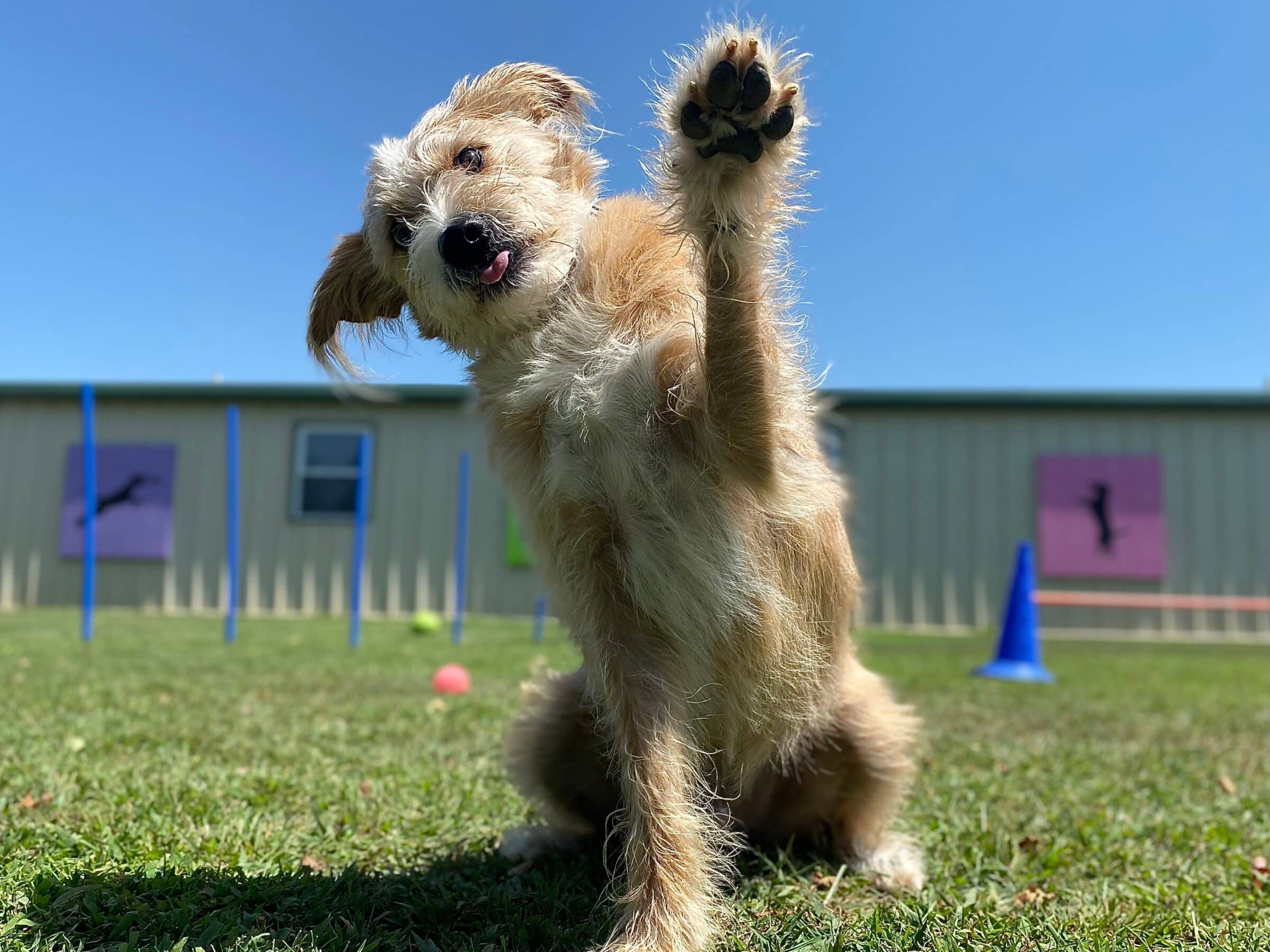 dog with his paw in the air for a "shake" at a board and train facility with his tongue and head to the side