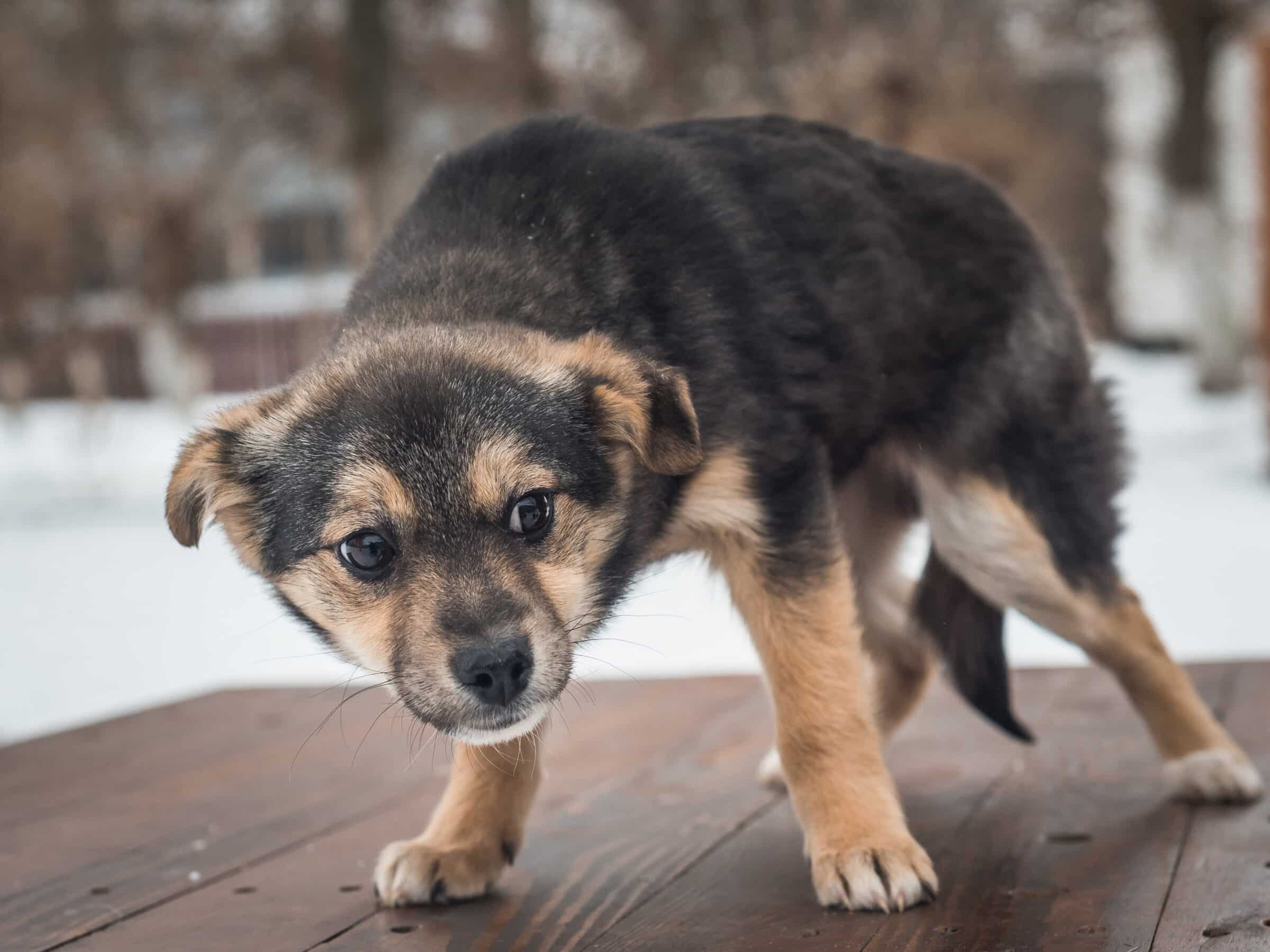 a puppy in stage 1 of his dog fear stage looking to the side with his head low and looking scared.