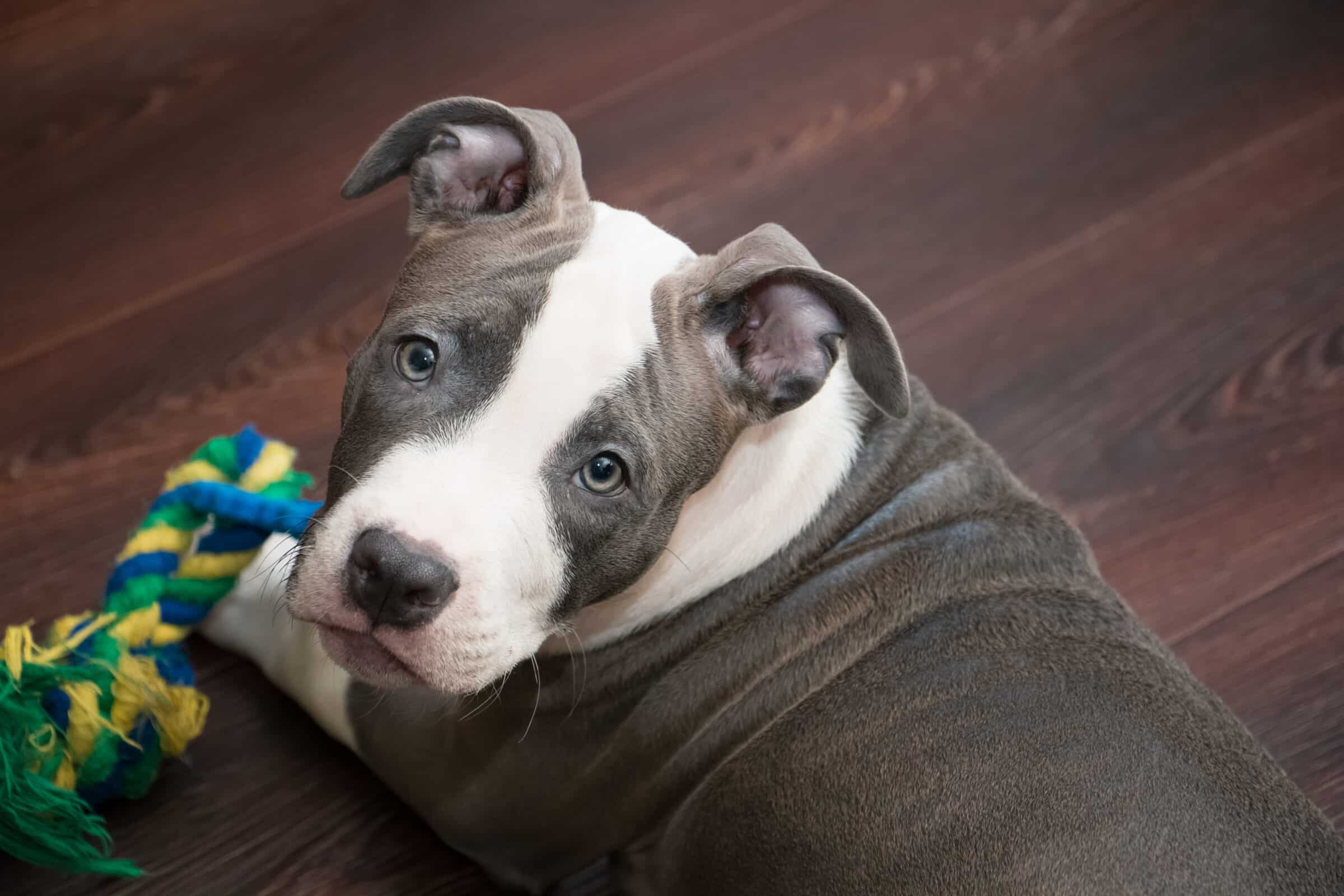 pit bull puppy with a rope toy looking into the camera with ears up and cute face with white and grey markings. 