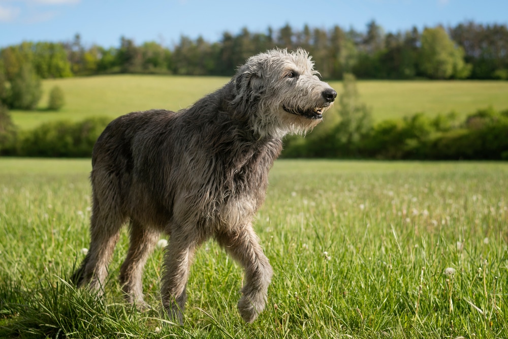 shaggy dog smiling walking through a grassy field with confidence