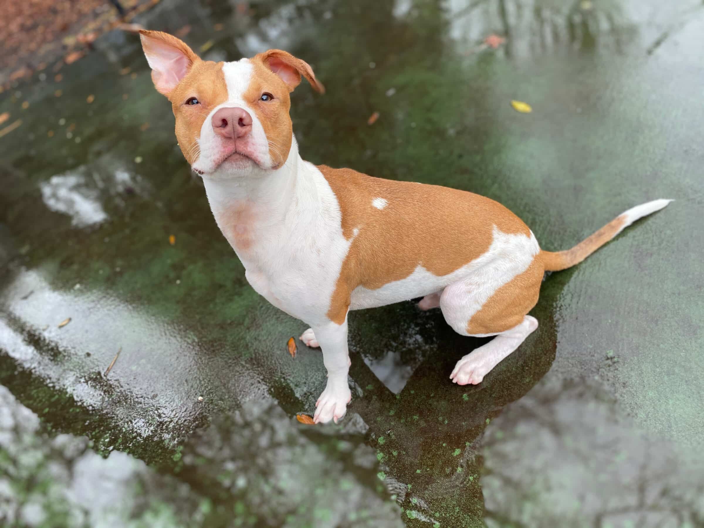 orange and white pit bull with one ear up sitting nicely 