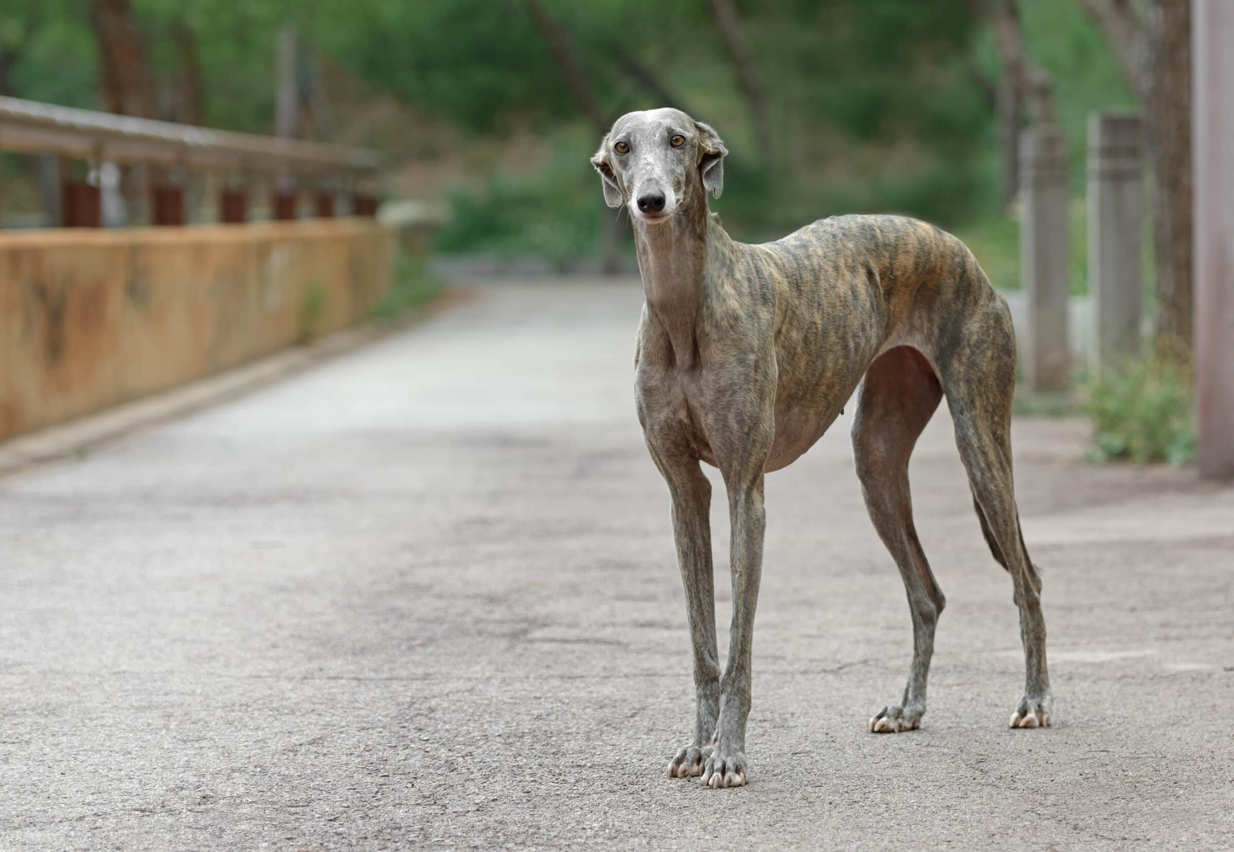 greyhound with ears back looking a little feaful