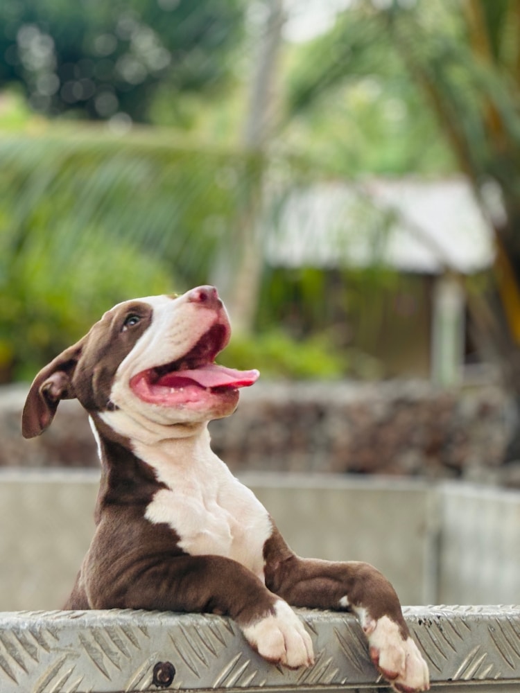 pit bull puppy with his paws on a fence and his tongue out happy brown and white coloring