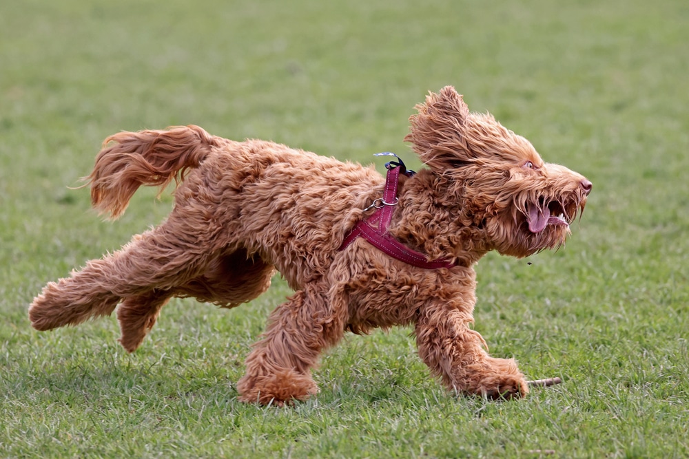 doodle dog raunning crazy needing to be trained with his tongue out
