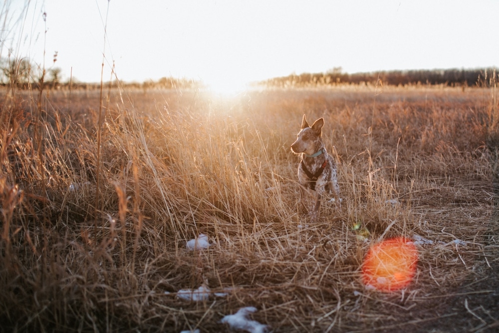 small brown and white dog in training in a Denver field with tan grass and the sun setting behind the dog running