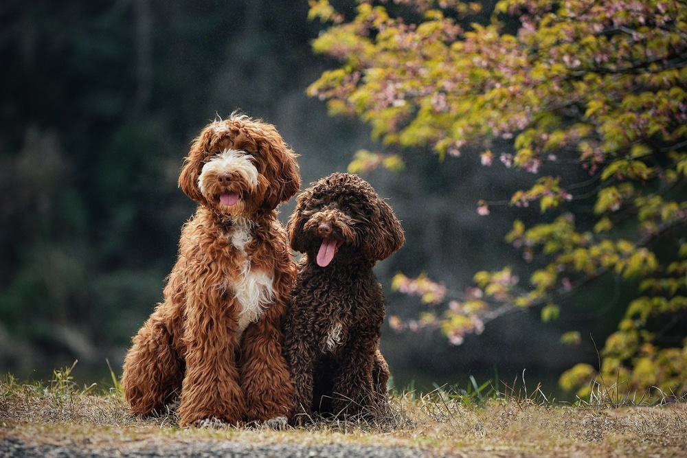 2 large doodle dogs with curly brown hair and tongues out under a tree on grass