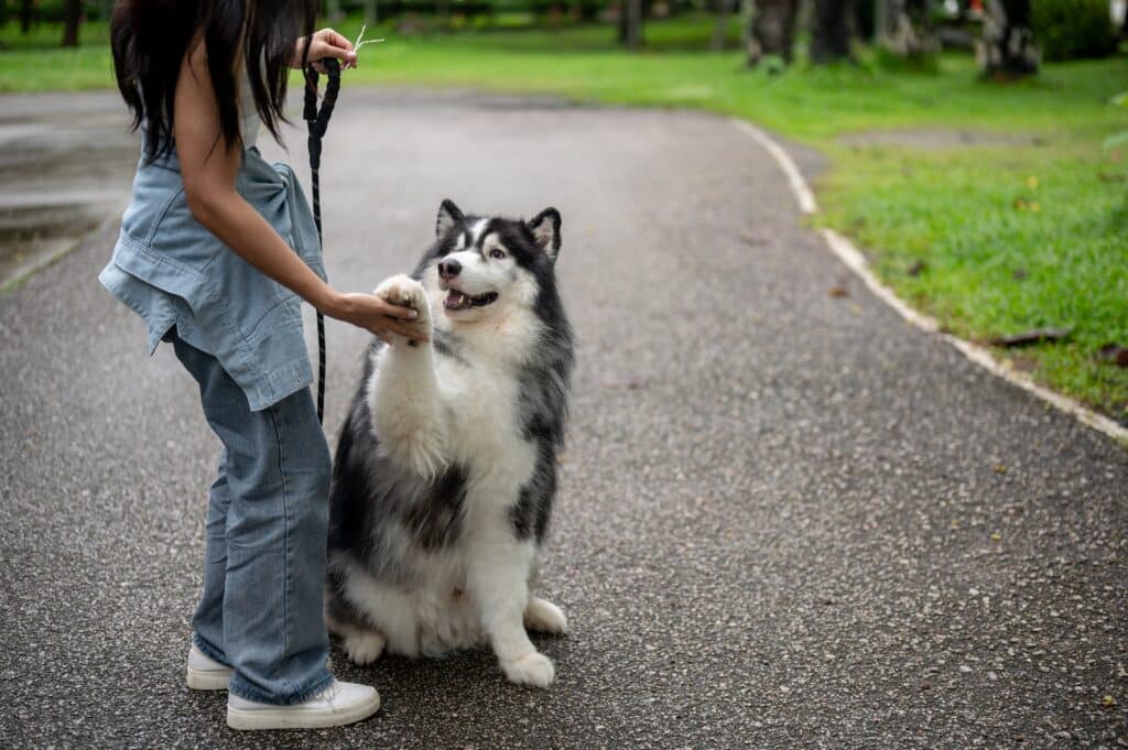 girl training her dog in denver with fluffy hair and shaking her hand 