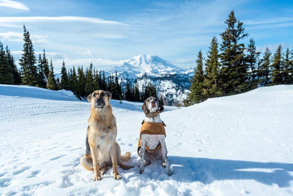 2 dogs one with a jacket on a ski slope 