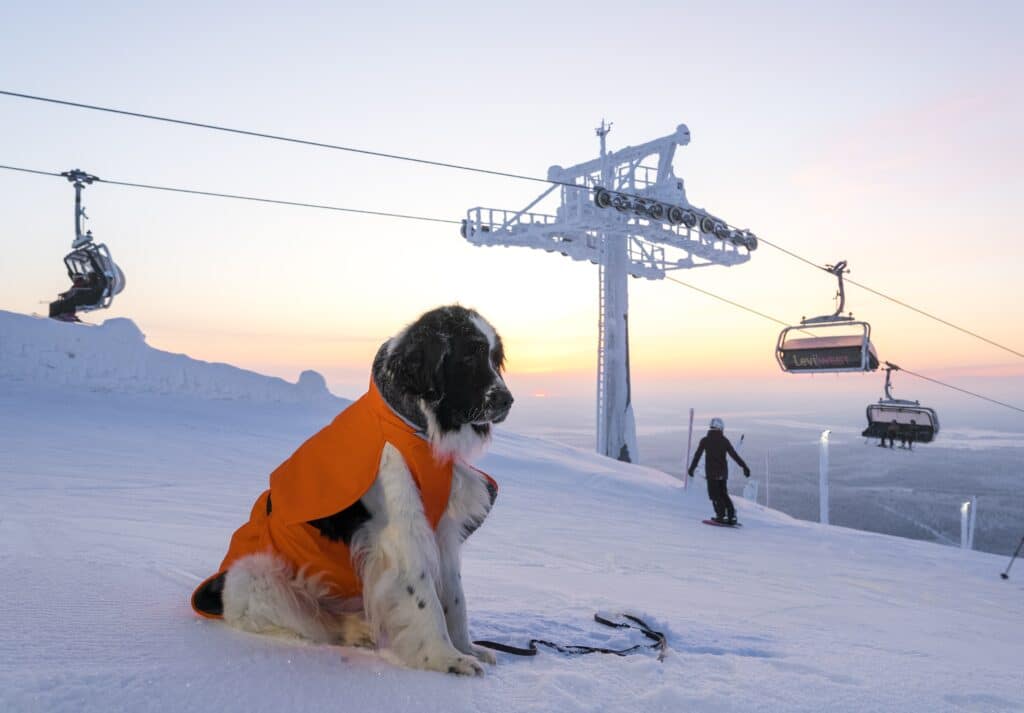 large dog in orange jacket on ski slope with skier in background a pretty yellow pink sky