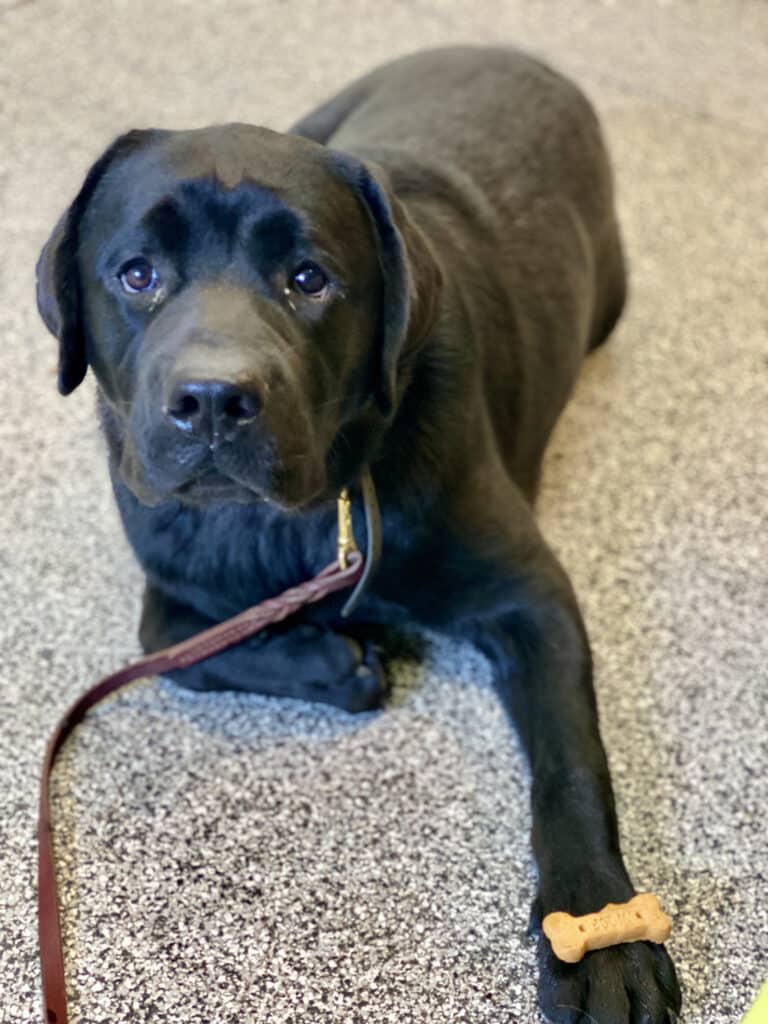 black lab puppy with treat on his foot