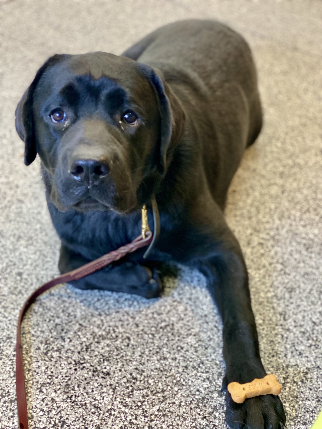 black lab puppy with treat on his foot