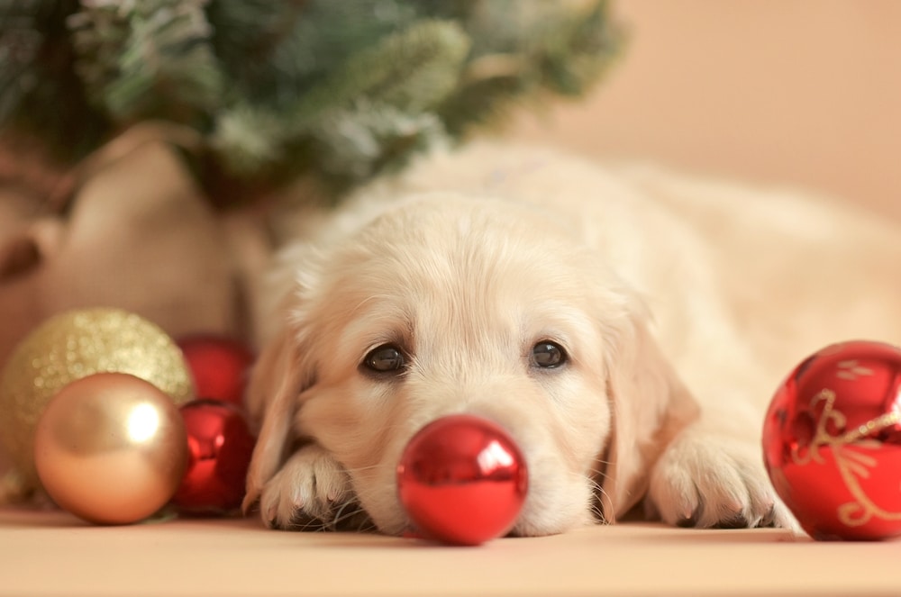 Golden retriever christmas puppy with a red ornament in place of his nose